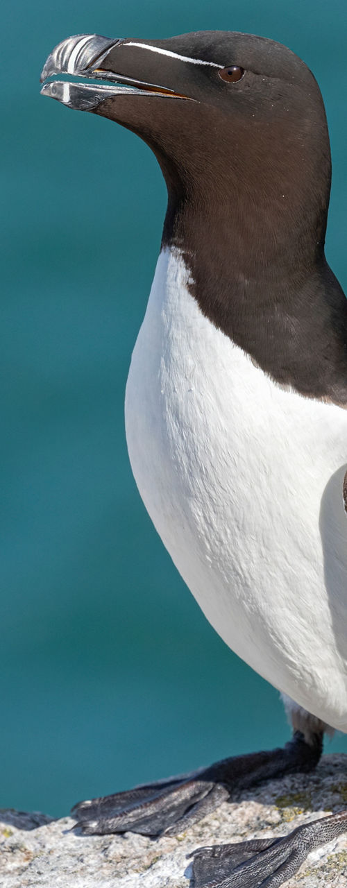 Razorbill perched on coastal rock