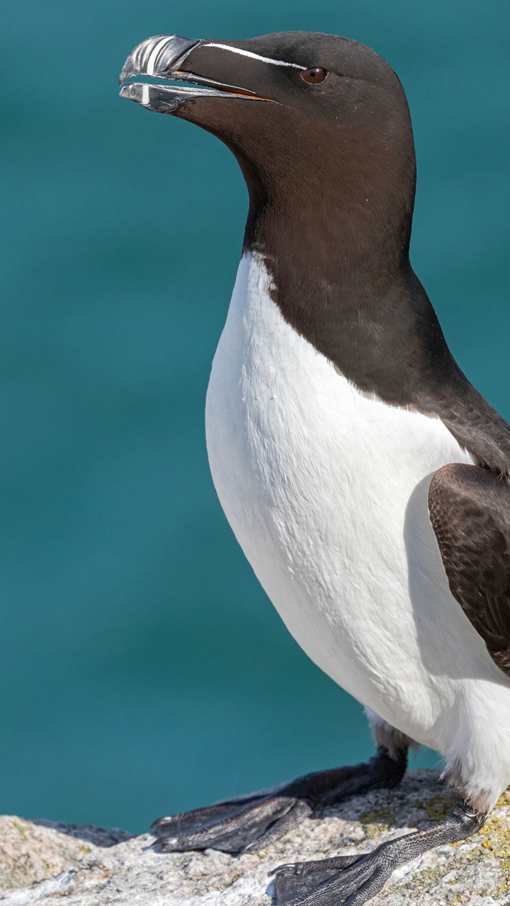 Aberdeen Seabird Safari
