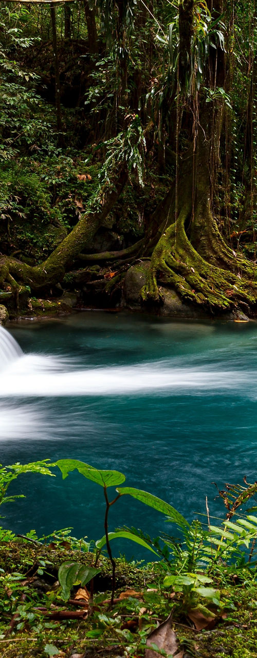 Serene Tropical Waterfall in Lush Forest