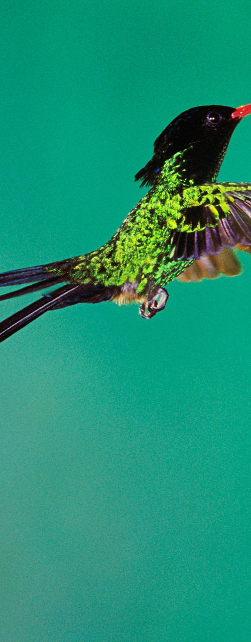 Hummingbird hovering near vibrant pink flowers