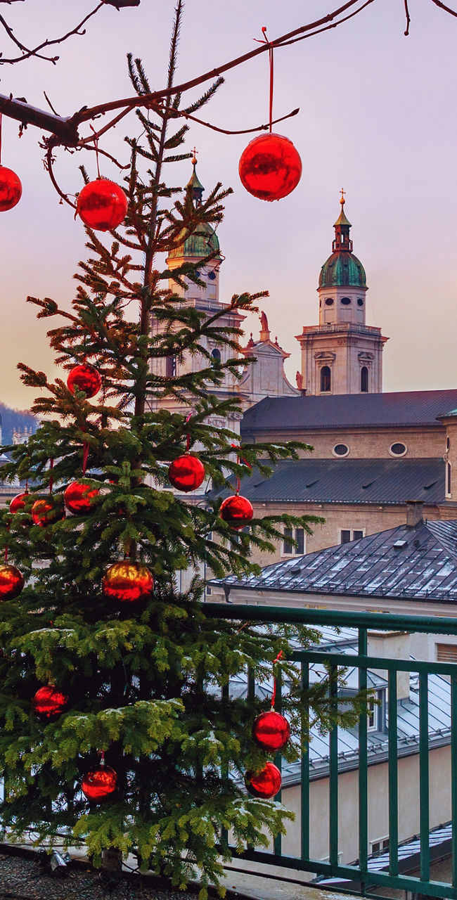 Festive Christmas trees in snowy cityscape