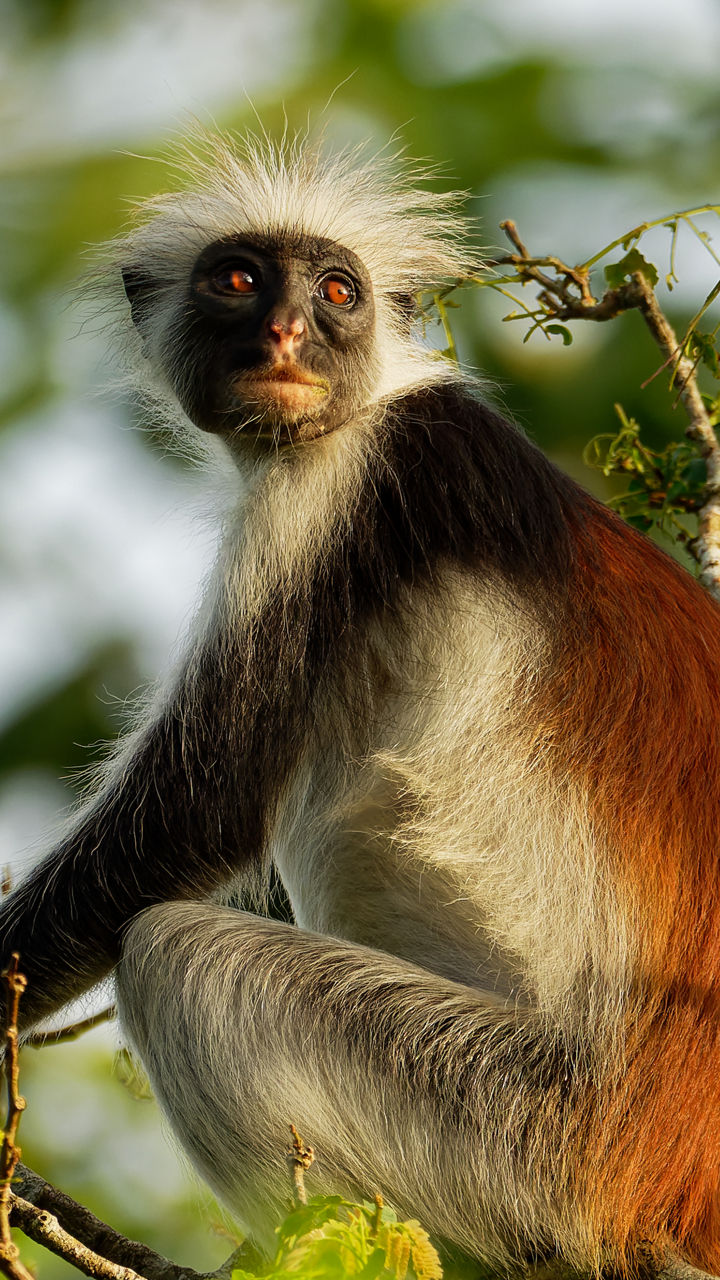 Red colobus monkey perched on tree branch