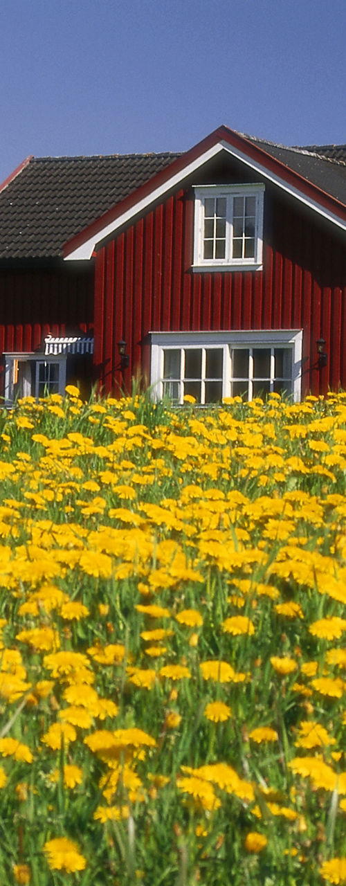 Red farmhouse with yellow flower field