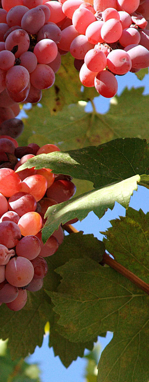 Ripe red grapes on a sunny vine