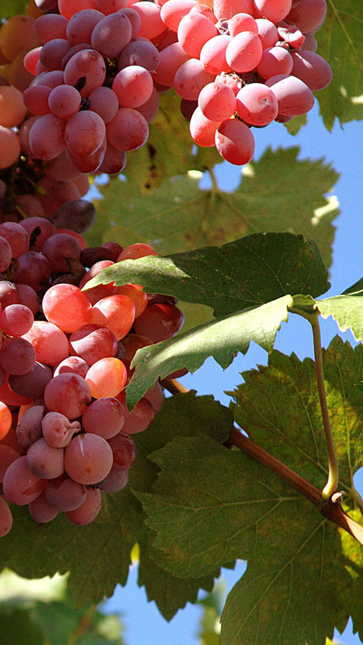 Imperial Vineyards of Montenegro