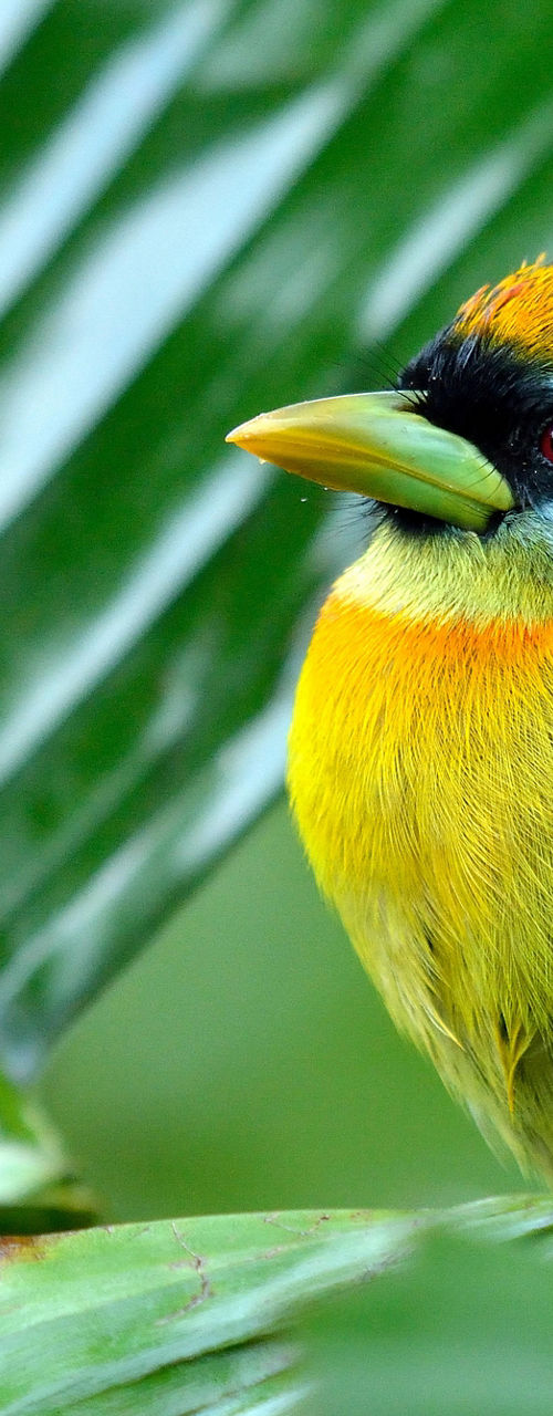Colorful tropical bird perched on green leaves