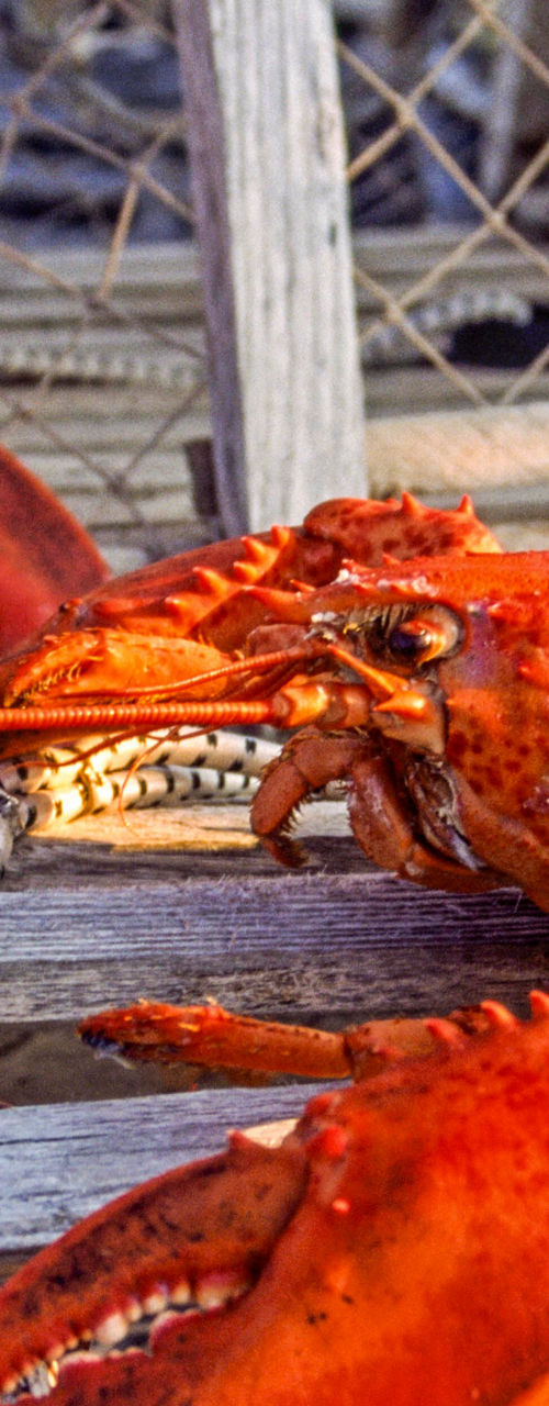 Freshly caught lobsters on wooden traps