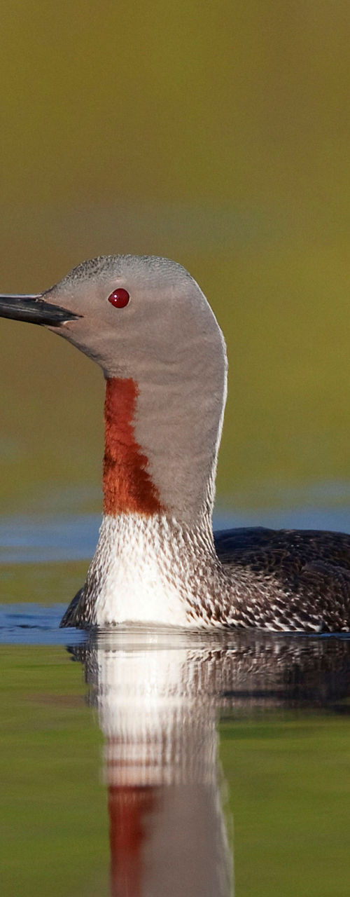 Red-throated Loon with Chick on Water