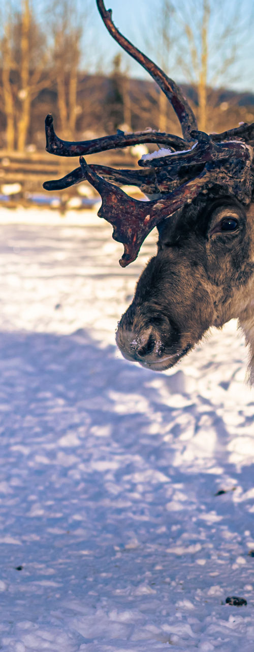 Reindeer standing in snowy winter paddock