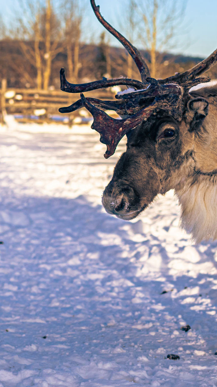 Sami Culture Experience