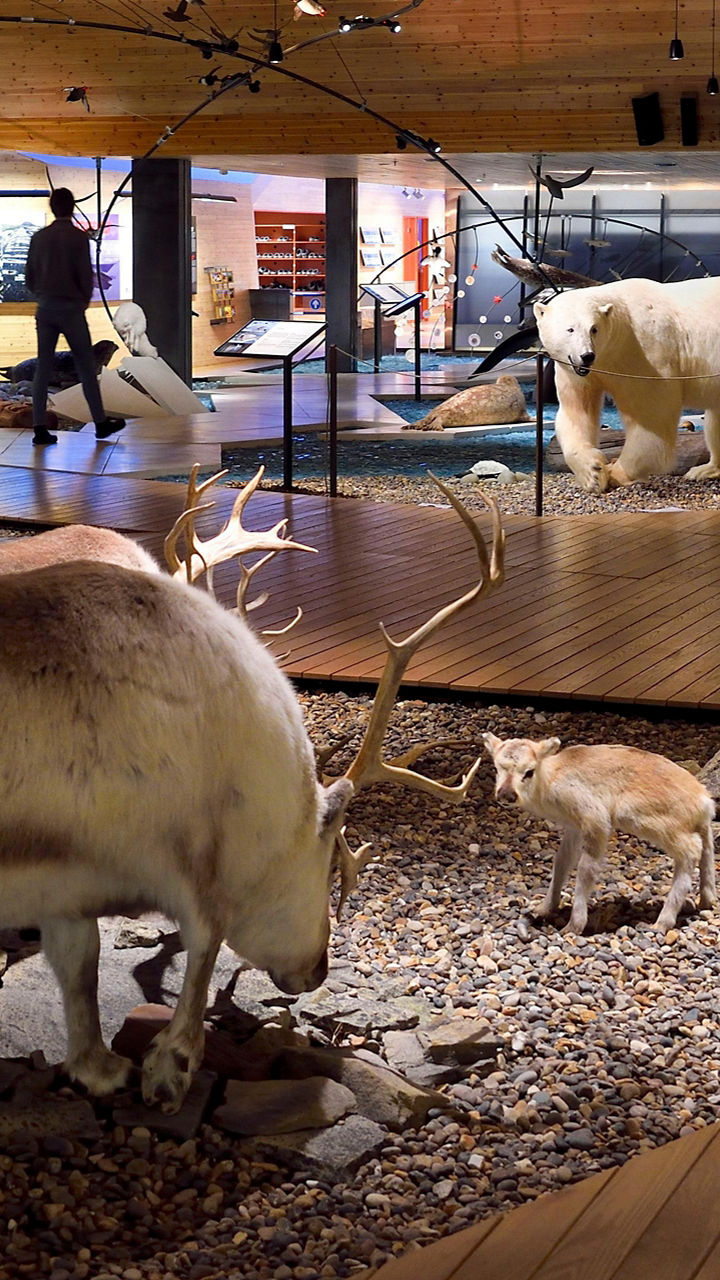 Highlights of Longyearbyen