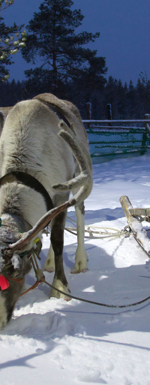 Reindeer pulling sled in snowy forest