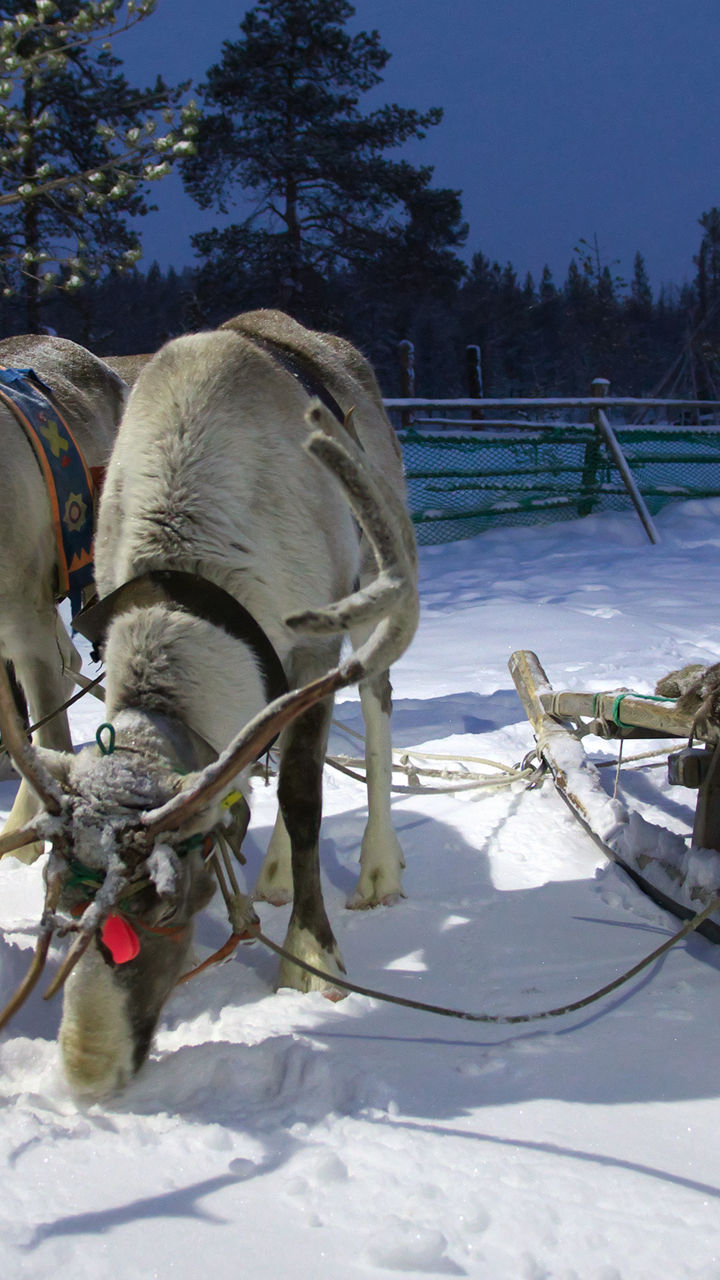 Reindeer pulling sled in snowy forest