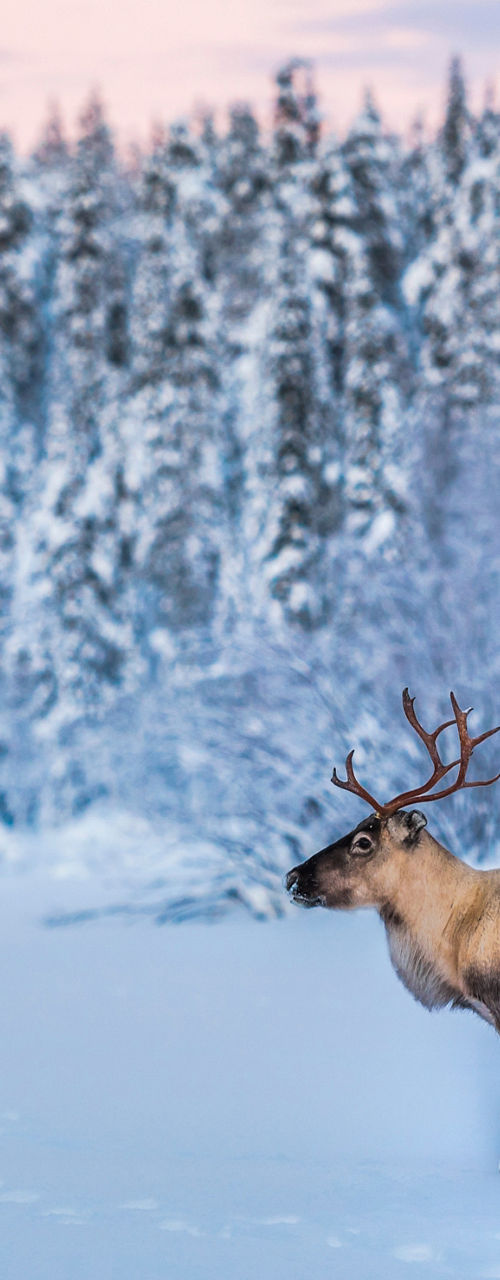 Solitary reindeer in snowy winter forest