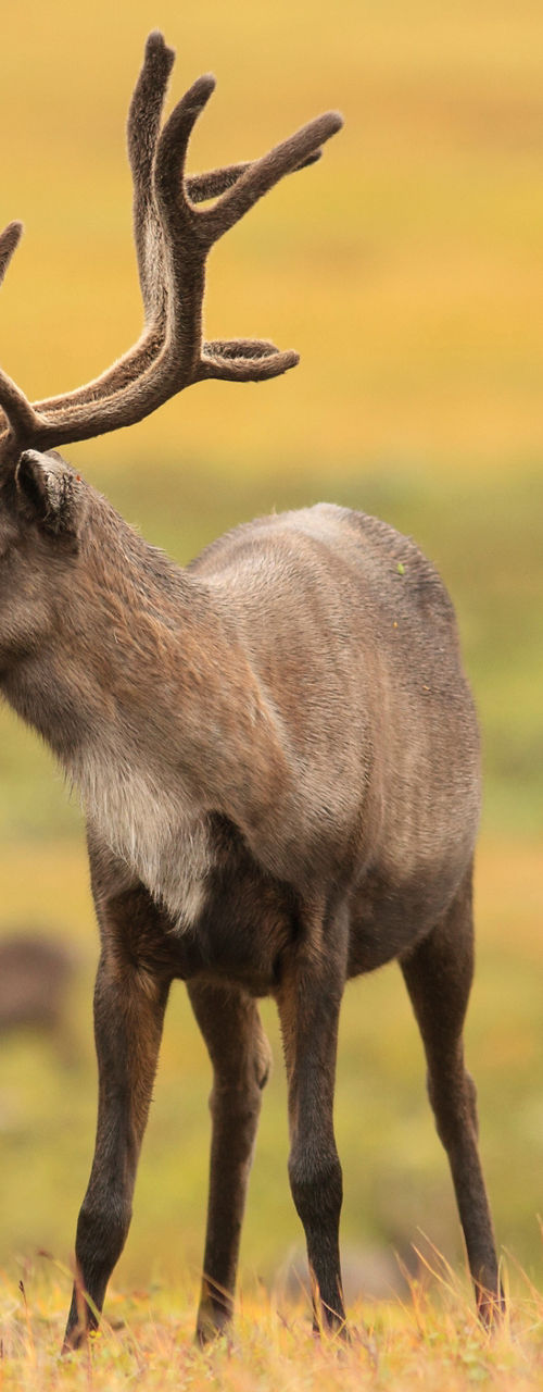 Two caribou grazing in open tundra