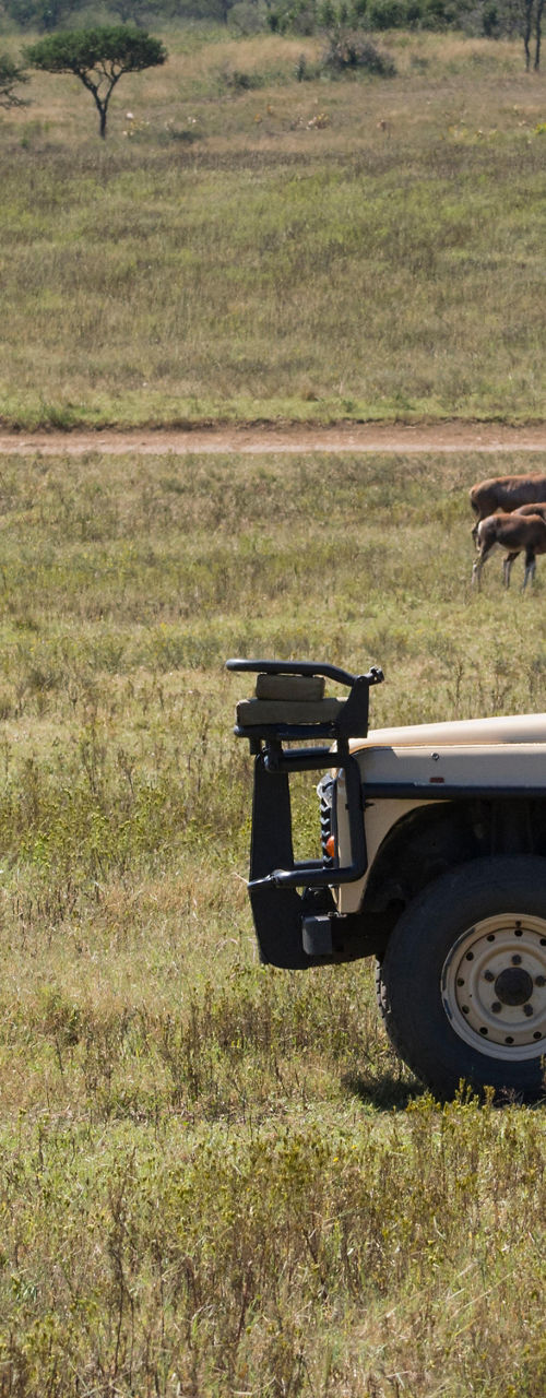 Safari jeep observing rhinos in savannah