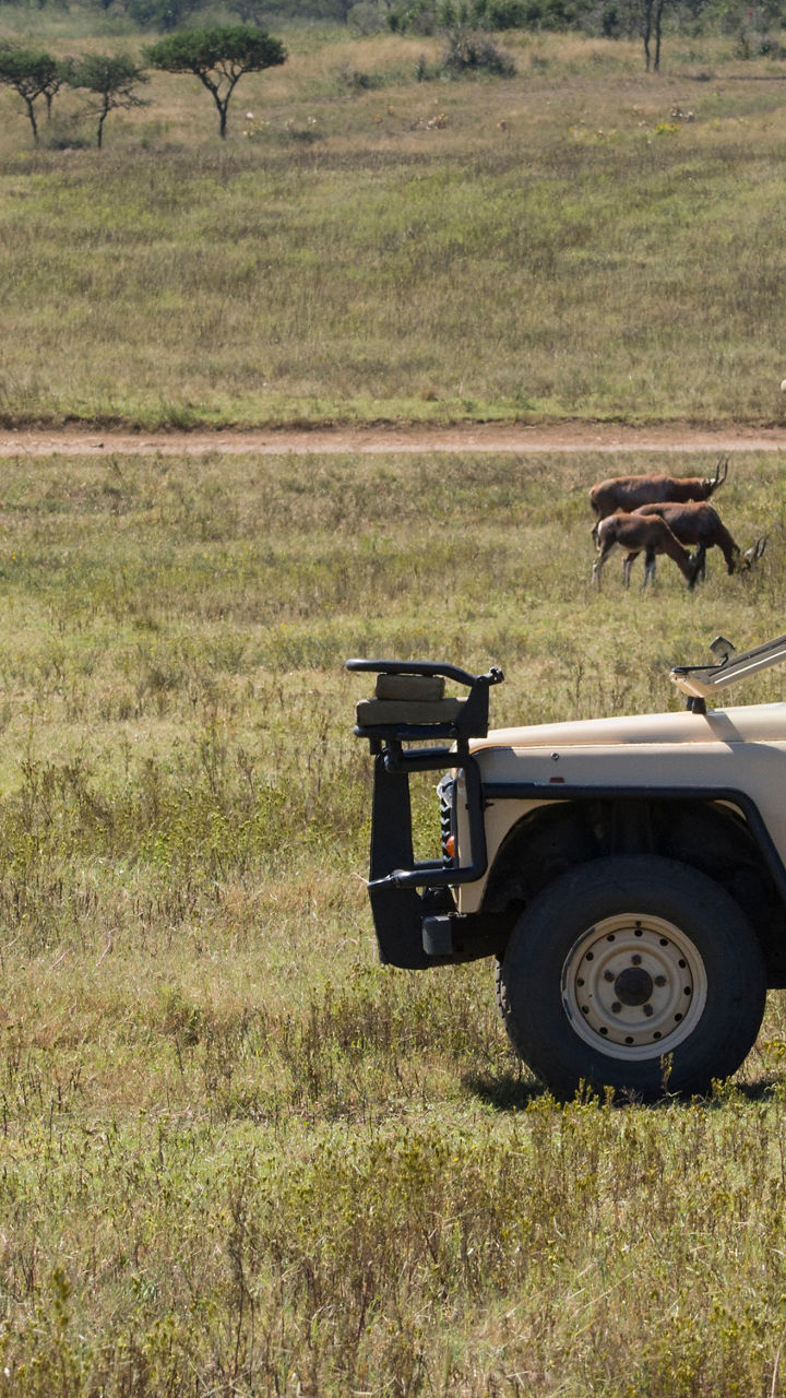 Safari jeep observing rhinos in savannah