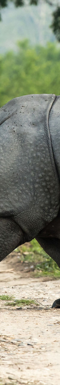 Indian rhinoceros walking on forest trail