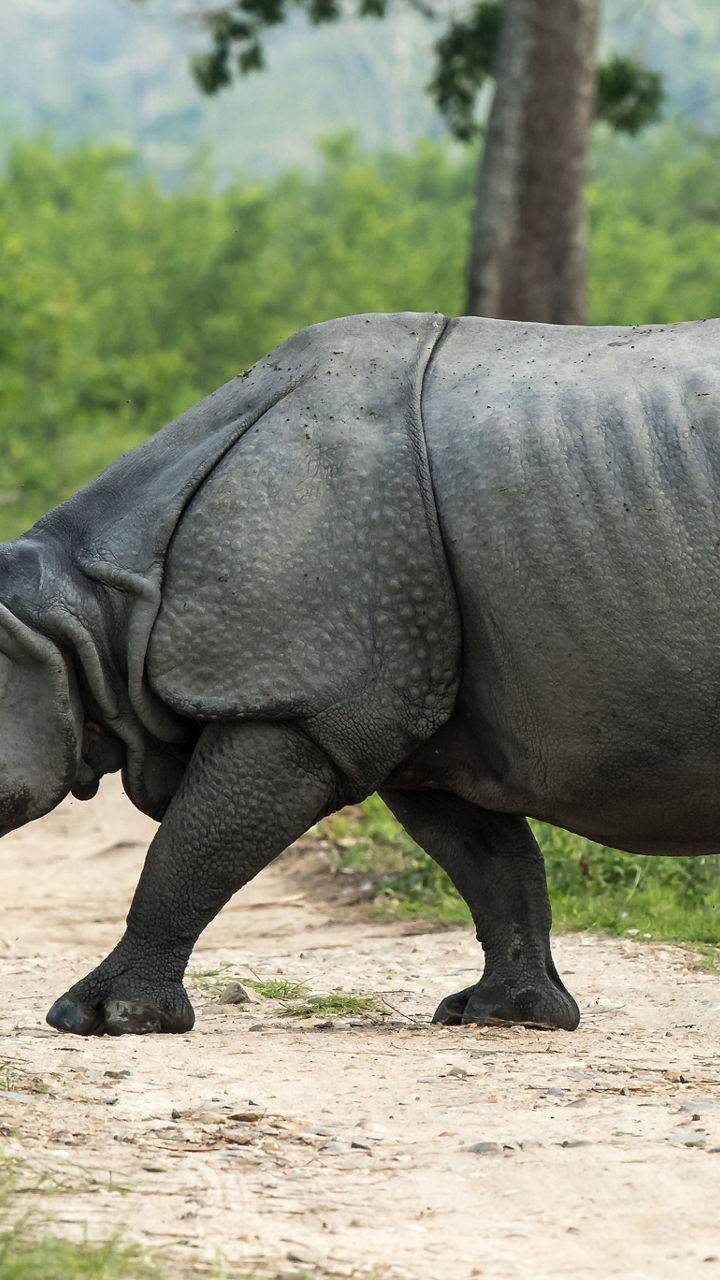 Indian rhinoceros walking on forest trail