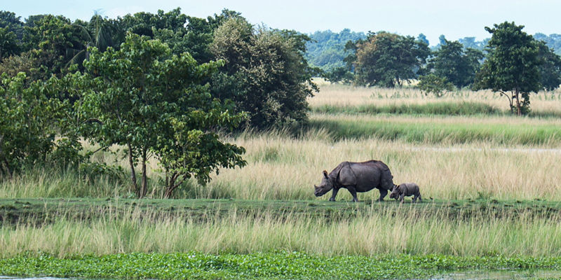 Rhinoceros with calf in grassy wetland