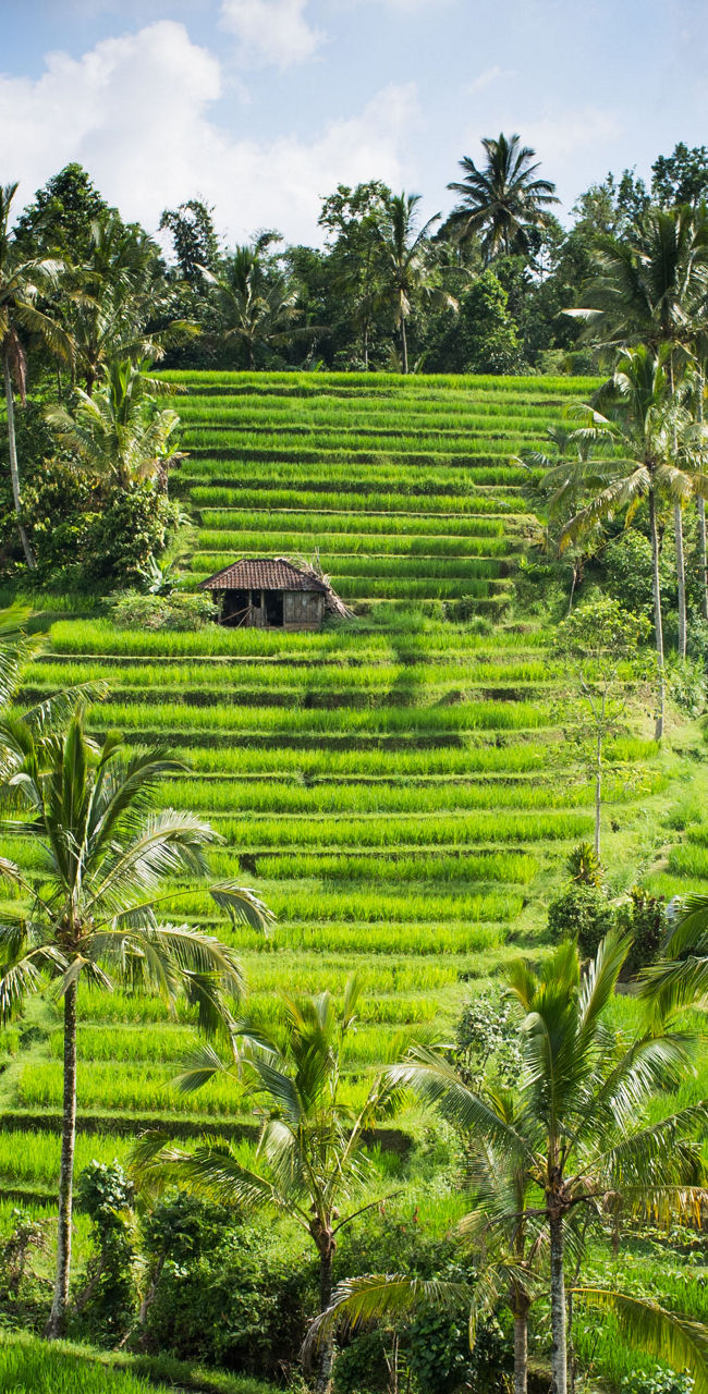 Lush green rice terraces in tropical landscape