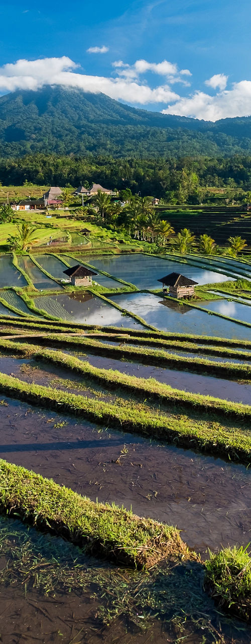 Scenic rice terraces with mountain backdrop