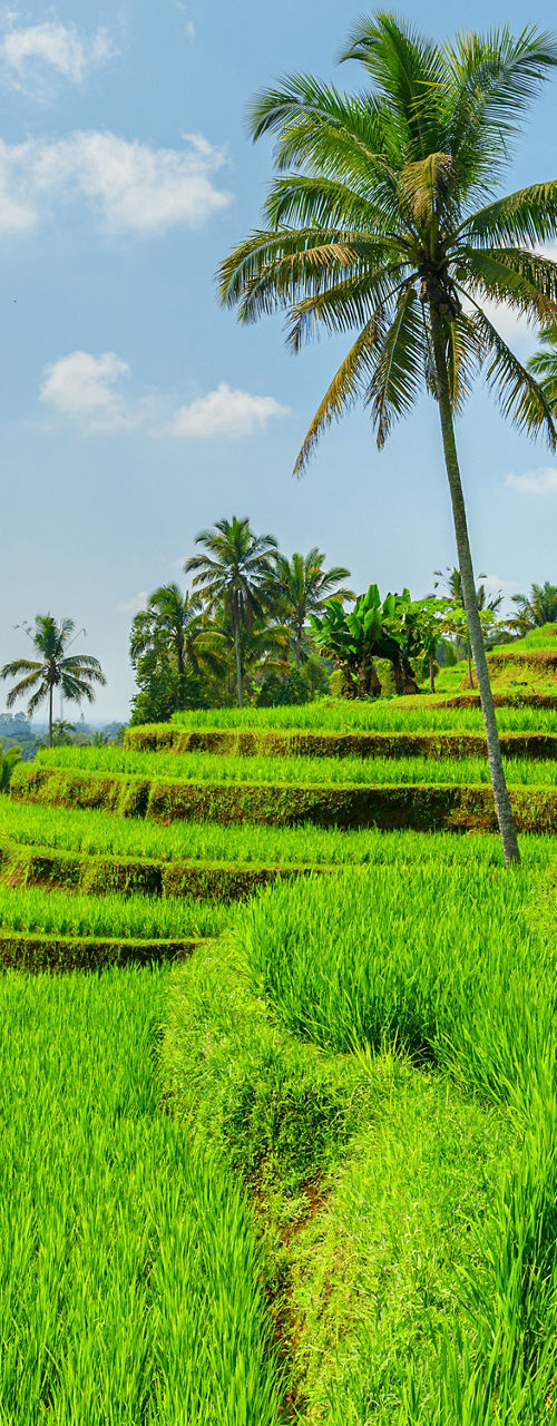 Lush green rice terraces under blue sky