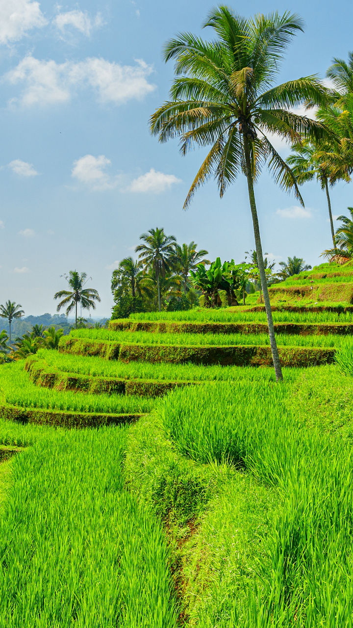 A Visit to Subak Guliang