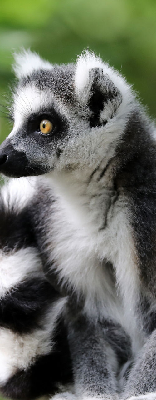 Ring-tailed lemur perched on wooden post
