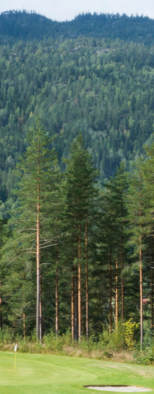 Scenic golf course surrounded by pine forest
