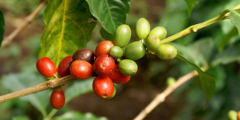 Ripe and unripe coffee cherries on branch
