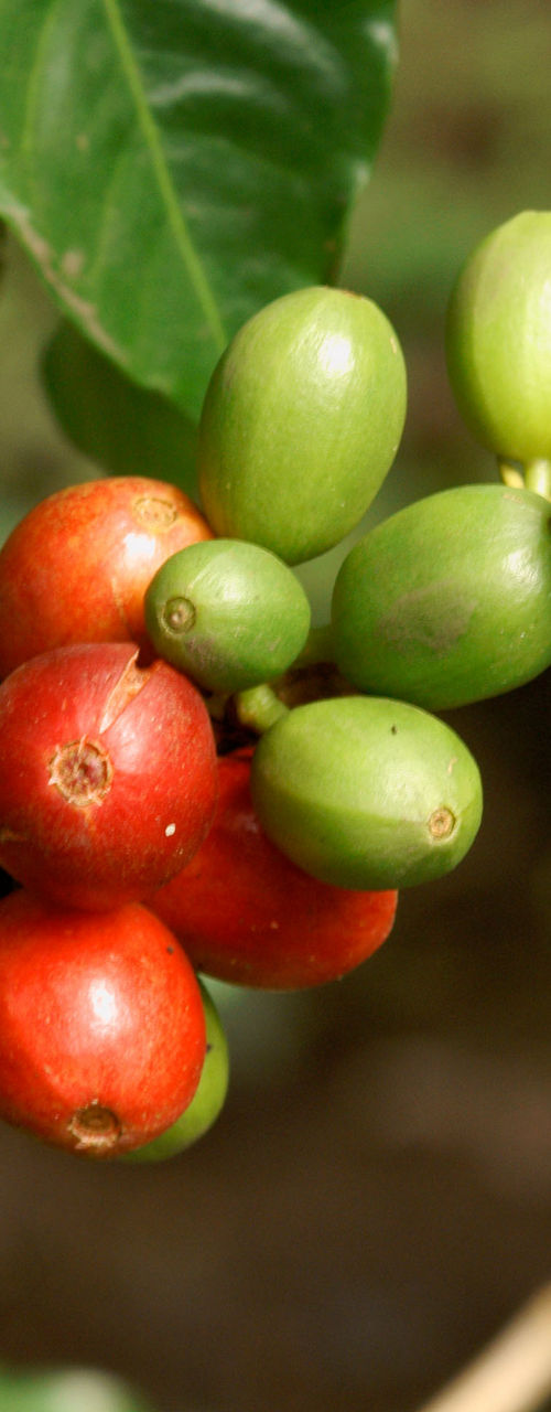 Ripe and unripe coffee cherries on branch