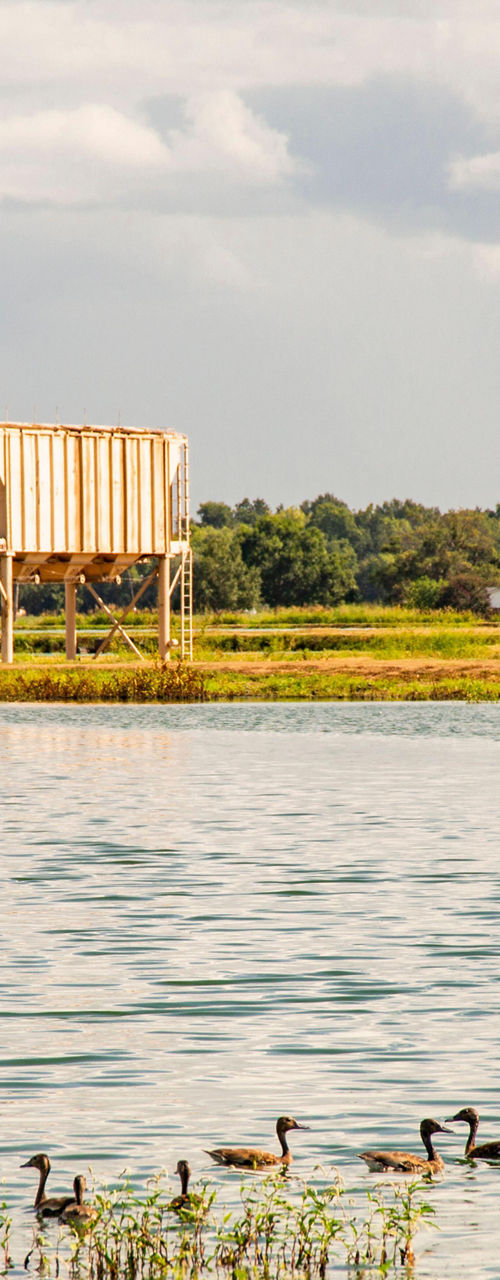 Rural lake with geese and silos
