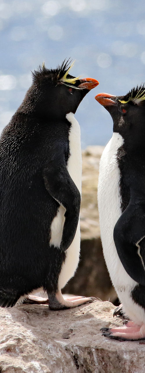 Two Rockhopper Penguins on Rocky Shore