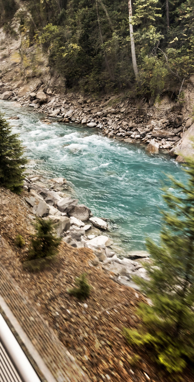 Scenic train ride through lush forest