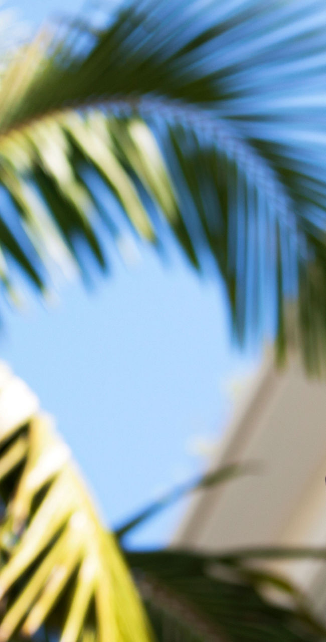 Rodeo Drive street sign with palm tree