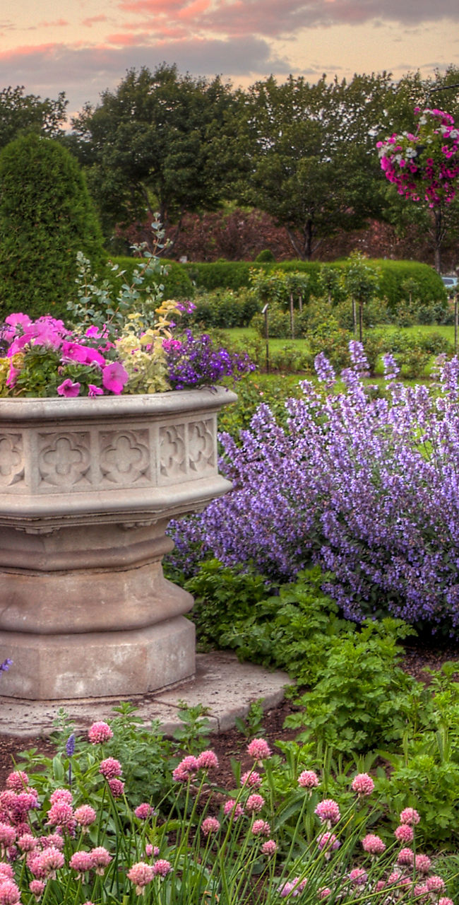 Vibrant garden with blooming flowers at sunset