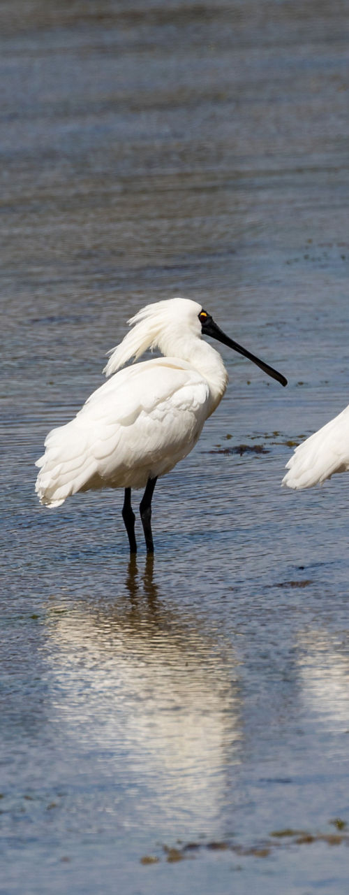 Three white spoonbills in wetland