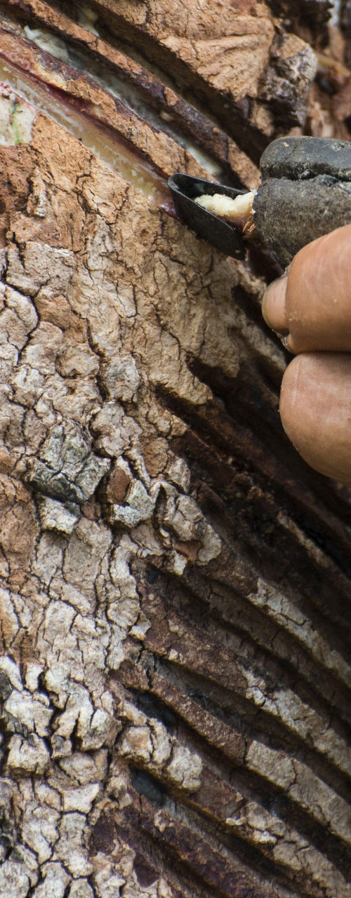 Hand harvesting rubber from tree bark