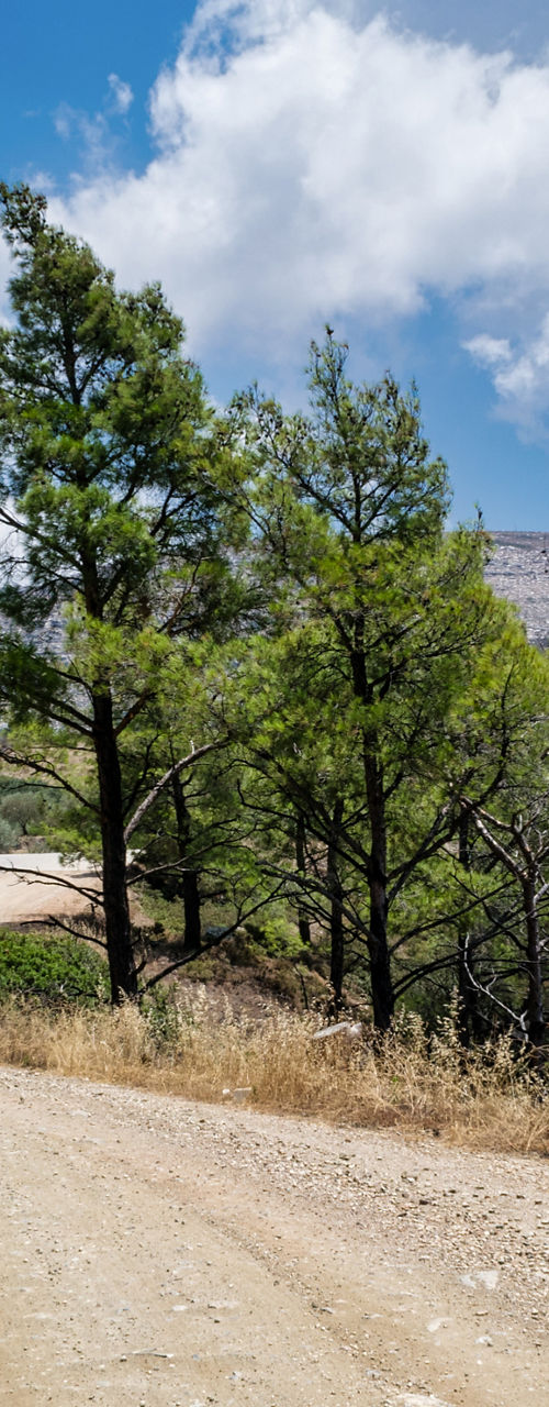 Dirt road winding through forest landscape
