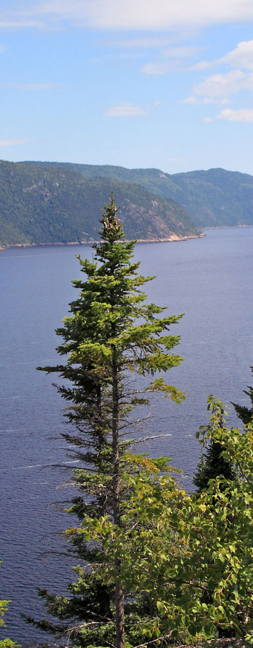 Scenic fjord view with lush greenery