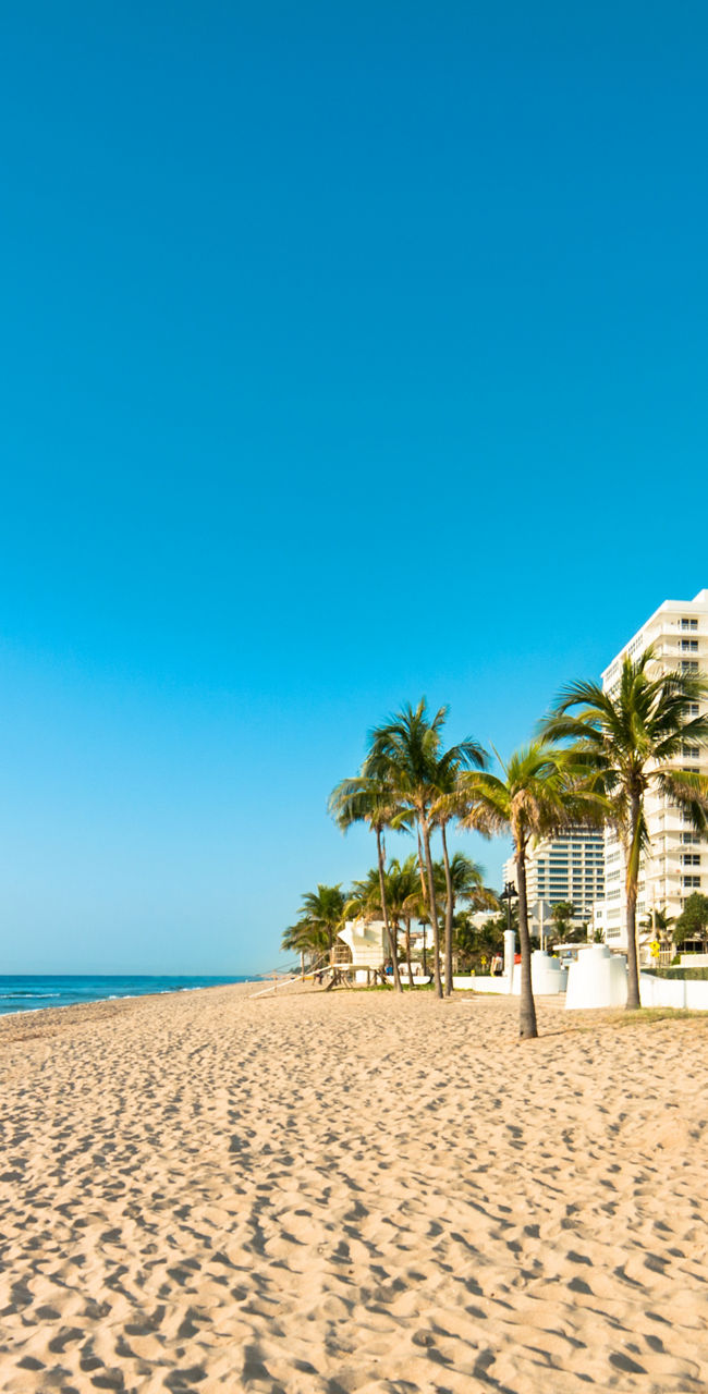 Sunny beachfront with palm trees and buildings