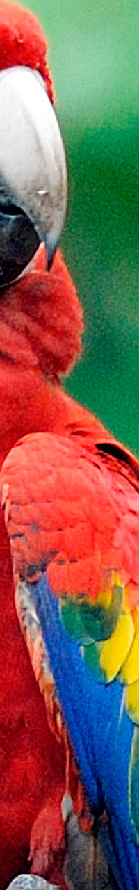 Scarlet macaw perched in lush rainforest