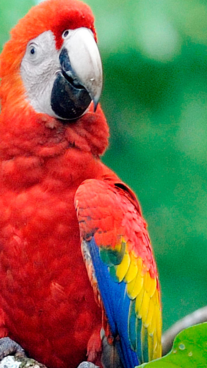 Scarlet macaw perched in lush rainforest