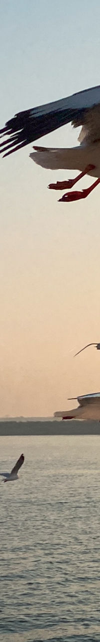 Seagulls flying over calm ocean at sunset