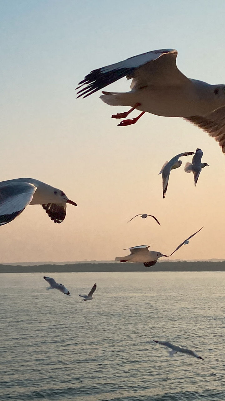 Seagulls flying over calm ocean at sunset