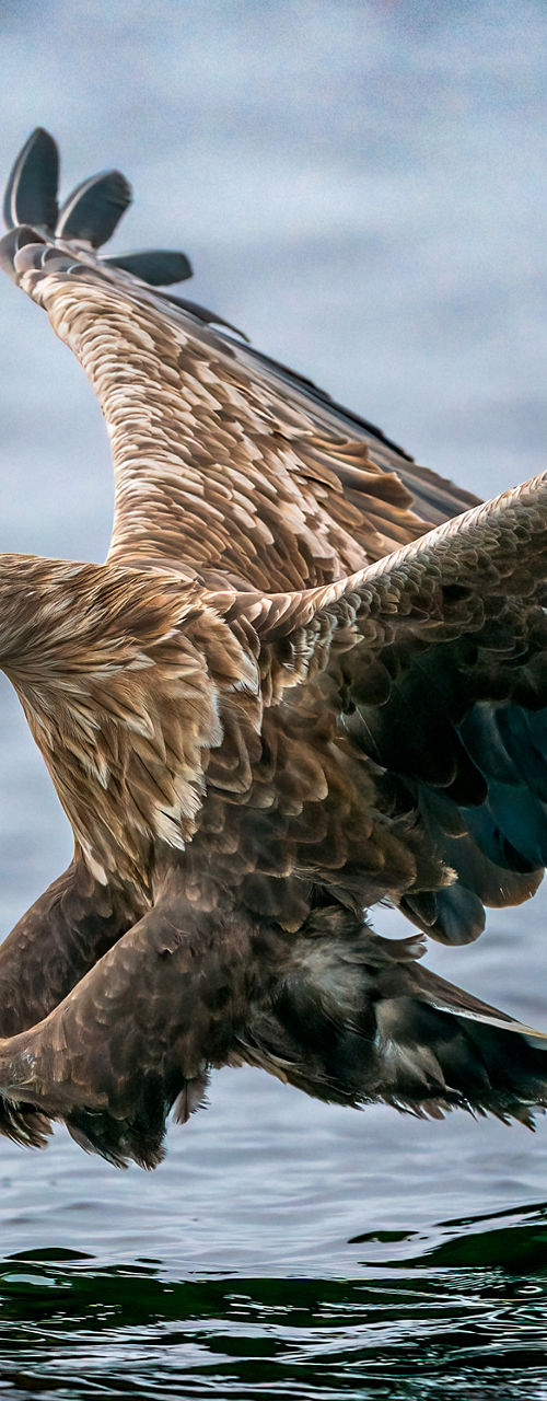 Eagle swooping over water for prey