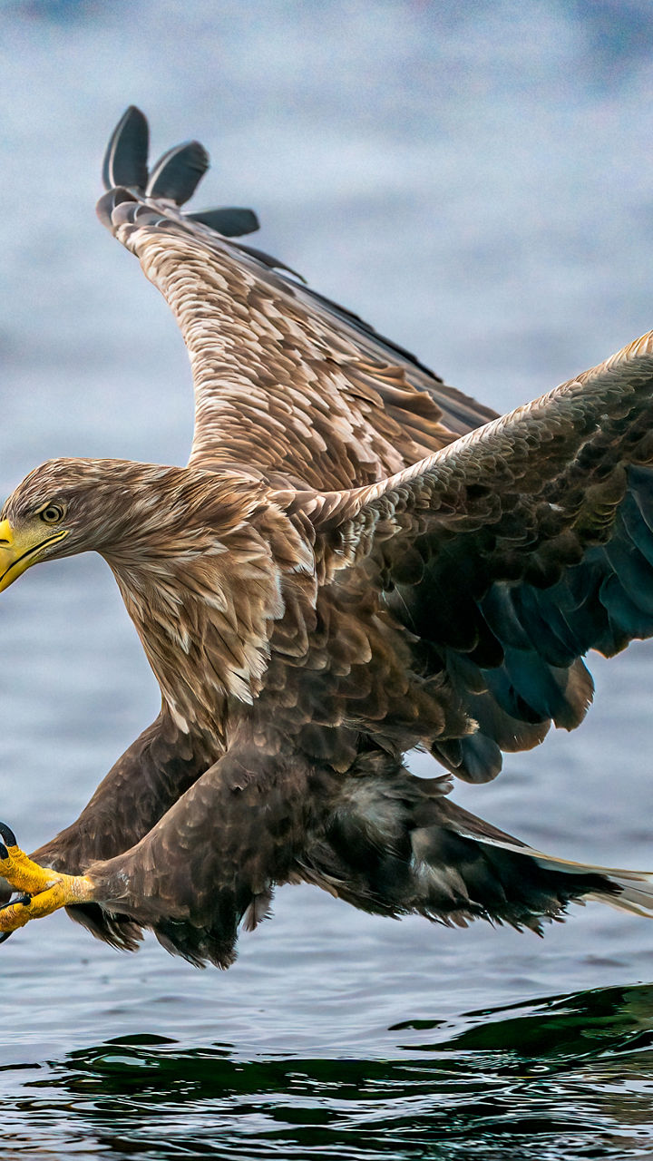 Wildlife of Mull