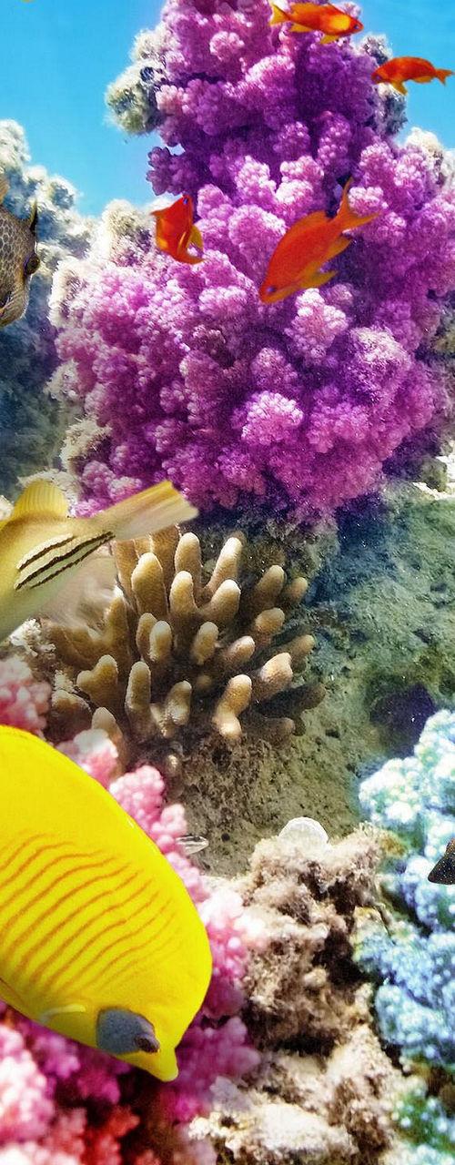 Vibrant coral reef with tropical fish