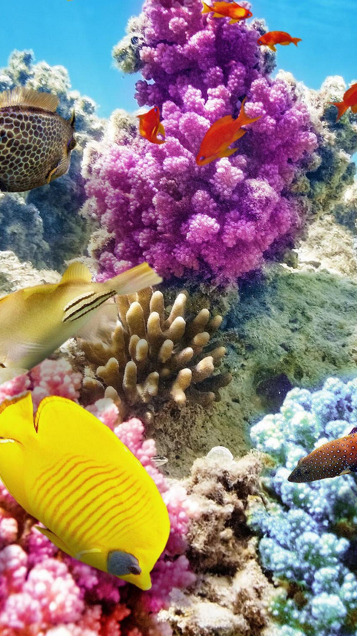 Snorkeling at the Barrier Reef